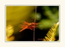 Dragonflies_11