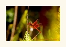 Dragonflies_12