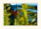 Dragonflies_3