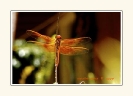 Dragonflies_6