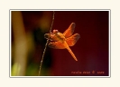 Dragonflies_9