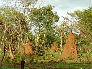 Guinea_bissau