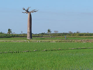 Madagascar