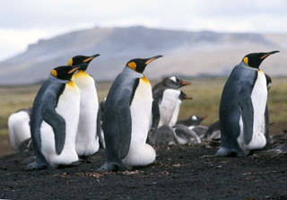 Falkland_islands