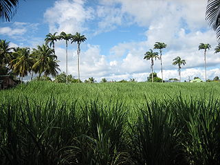 Guadeloupe