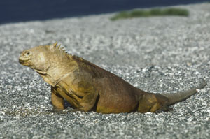 Galapagos_islands