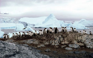 Antarctica