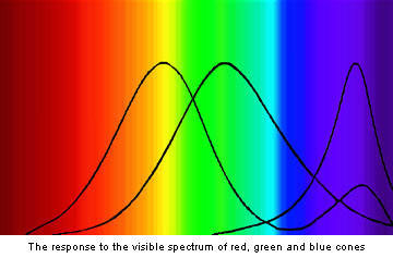 Human perception of colour