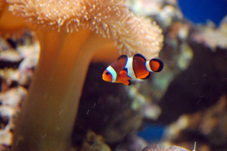 Clown fish