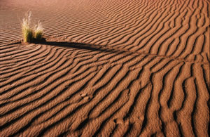 Sand ripples