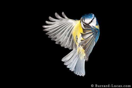 Blue Tit in flight