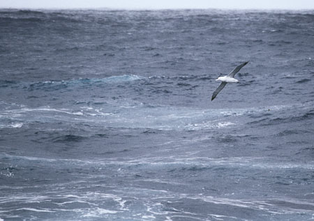 Wandering albatross