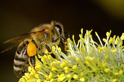 Bee on flowers