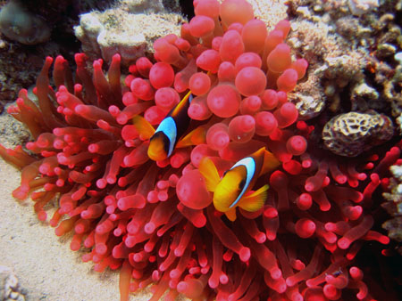 Clown fish