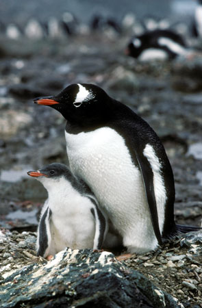 Gentoo penguin and chick