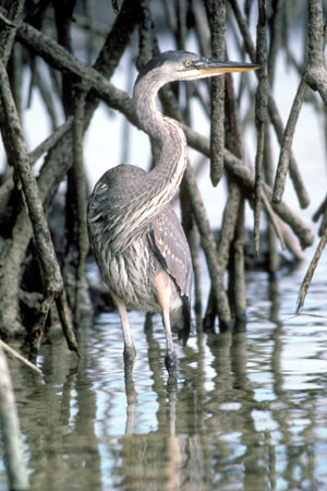 Galapagos Gey Heron