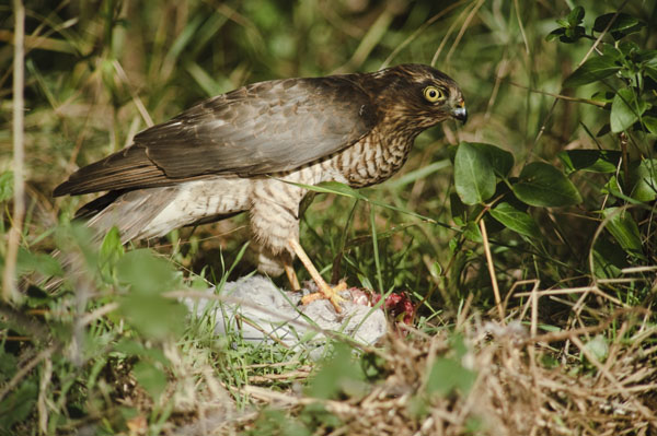 Kestrel