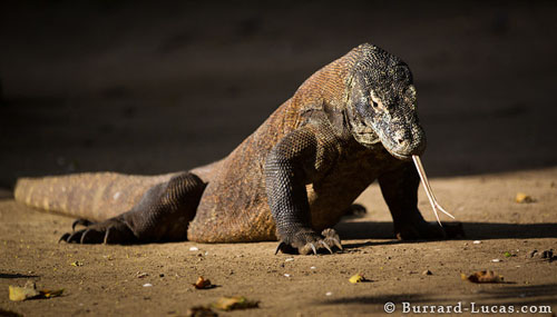 Komodo Dragon