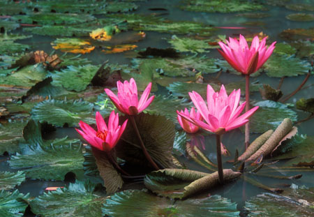 Lilies - bali