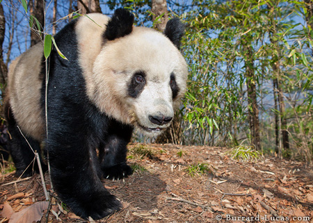 Male Giant Panda