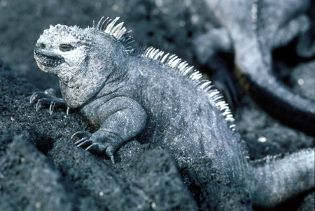 Marine iguana