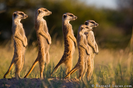 Meerkat family