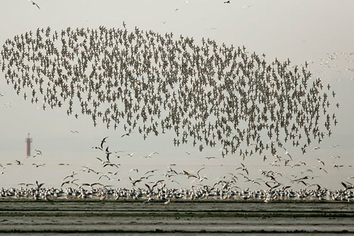 Bird migration, Hong Kong