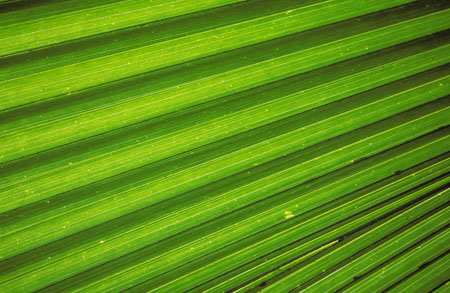 Palm leaf