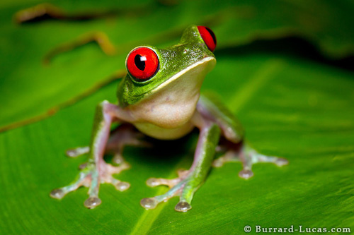 Red-Eyed Tree Frog