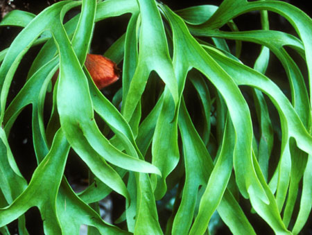 Red leaf in green leaves