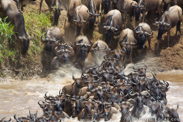 Wildebeest migration