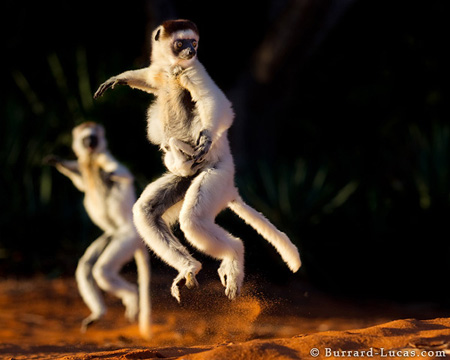 Sifakas - Madagascar