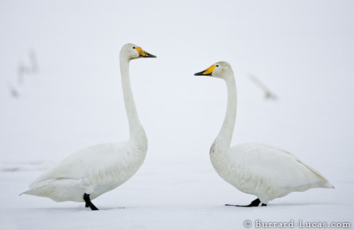 Whooper Swans