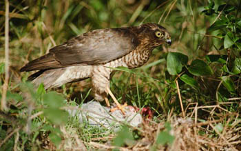 Sparrow hawk