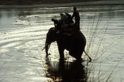 Photographic tiger hunt