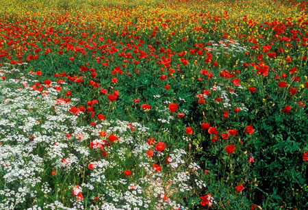 Flowers in Tuscany, Italy