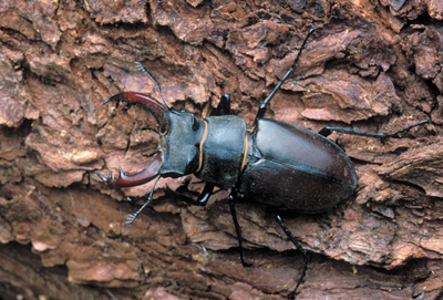 Stag beetle