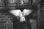 barn_owl_aa