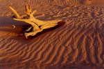 desert_log